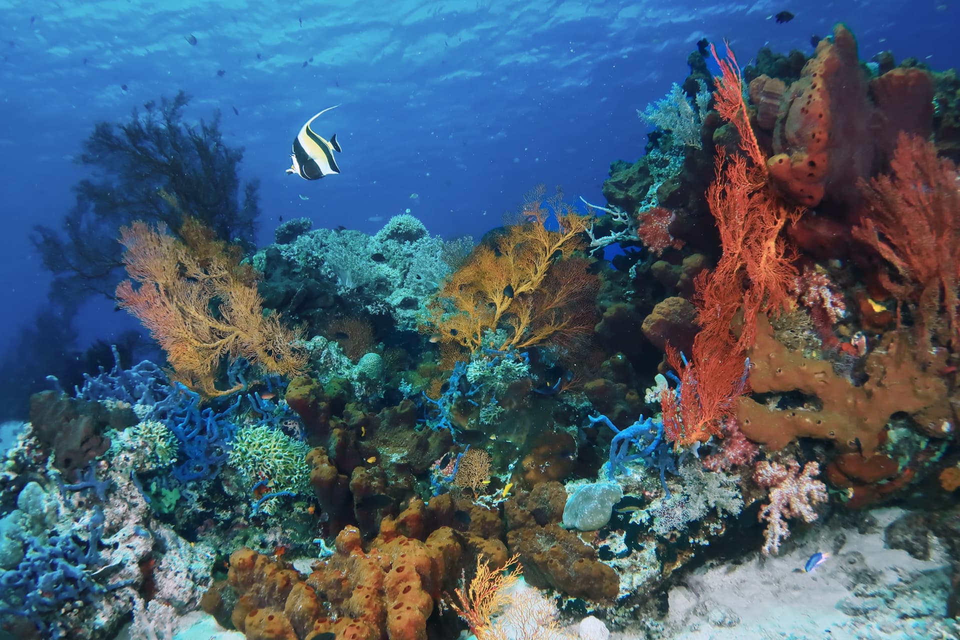 Pemuteran Bay