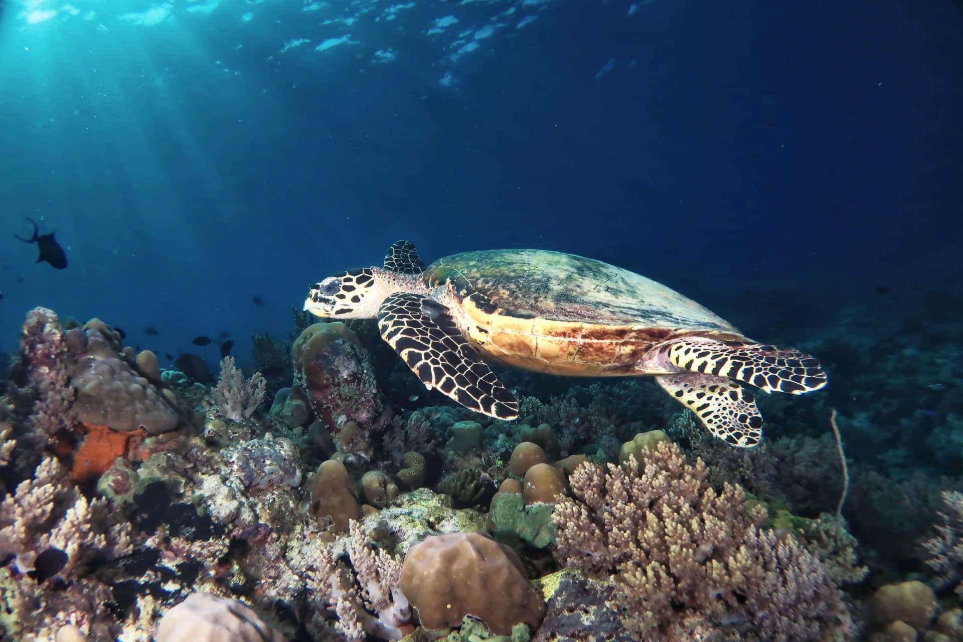 Menjangan Island