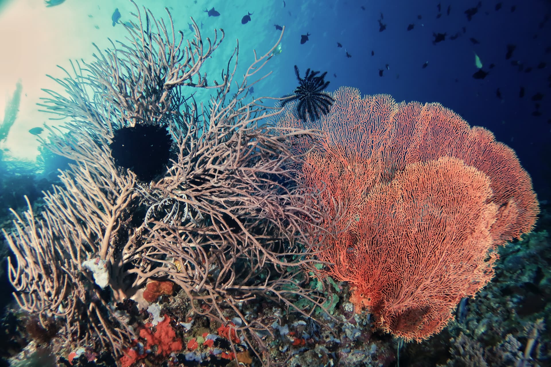 Large sea fan coral