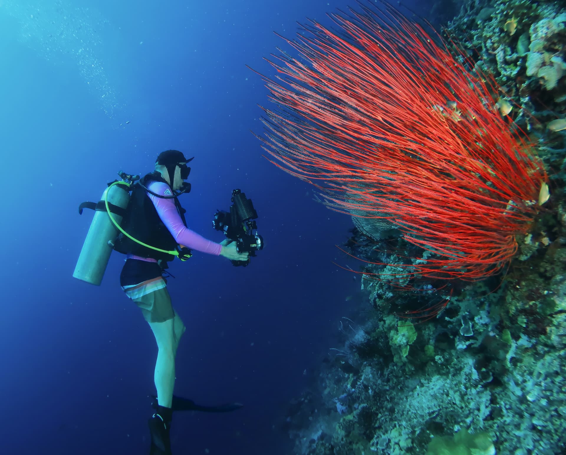 Macro Diving